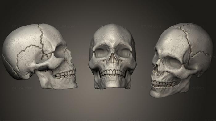 Anatomy of skeletons and skulls (Skull, ANTM_1300) 3D models for cnc